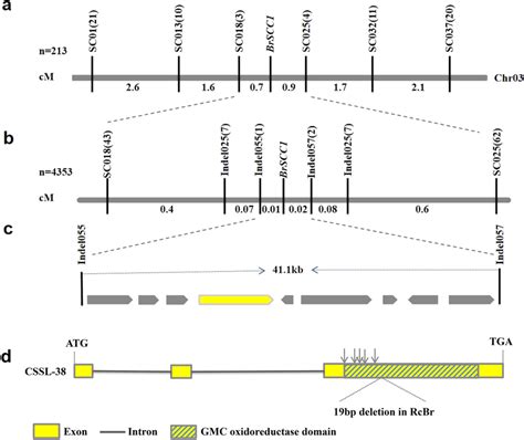 Map Based Cloning Of The Brscc1 Locus A Genetic Map Depicting The