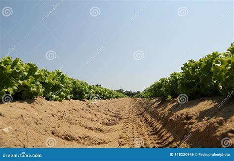 Cultivo Intensivo Da Alface Verde Ideal Arenoso Do Solo Para Foto