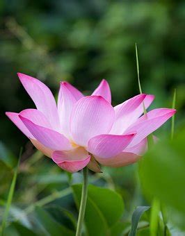 9+ Free Hoa Sen & Lotus Images - Pixabay