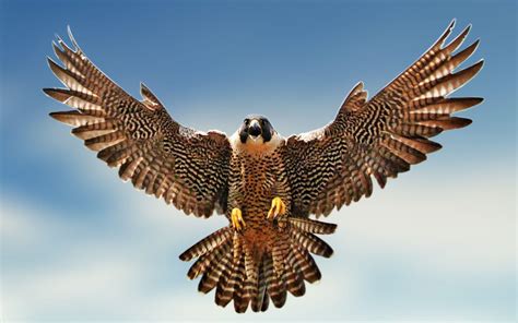 Peregrine Falcon Wallpapers - Top Free Peregrine Falcon Backgrounds ...