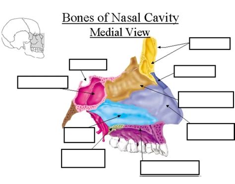 Bones of the nasal cavity in medial view Quiz