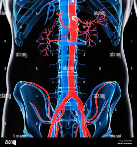 Aorta Abdominal Y La Vena Cava Ilustraciones Fotografía De Stock Alamy