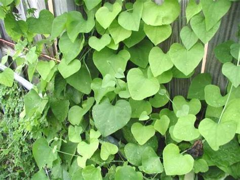 Plantfiles Pictures Aristolochia Species Giant Dutchmans Pipe Giant