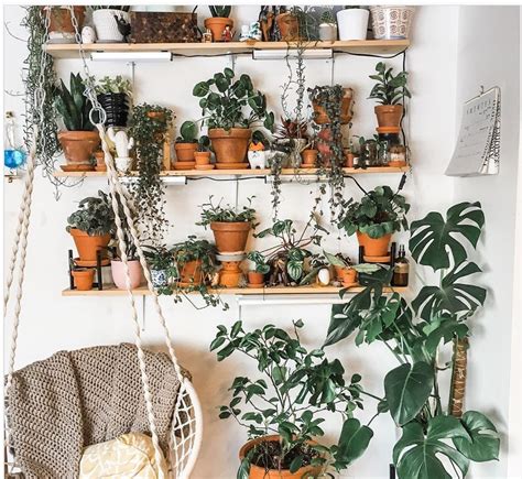 aesthetic explorations indoor plants aesthetics  design