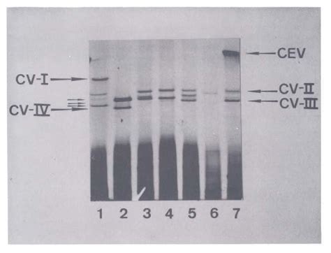 Figure 1 From The Citrus Exocortis Disease A Complex Of Viroid RNAs