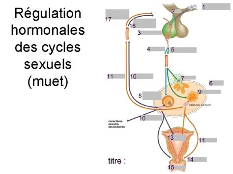 Fonctionnement De Lappareil Reproducteur Feminin Cycles Sexuels Appareil