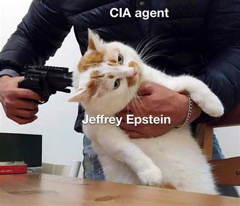 Man pointing gun at cat : r/MemeTemplatesOfficial