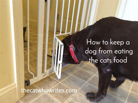 6 Ways To Keep A Dog From Eating The Cats Food I Like The Last Reason