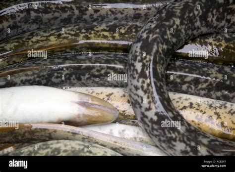 Lamprey Eel Hi Res Stock Photography And Images Alamy