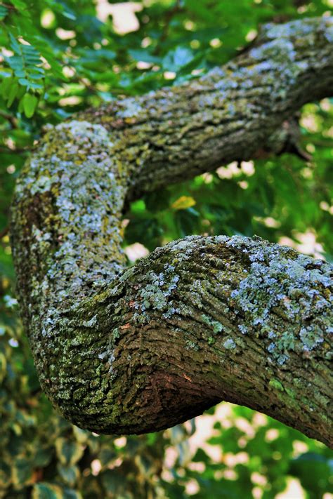 Tipuana Tree Strong Thick Branch Free Stock Photo - Public Domain Pictures
