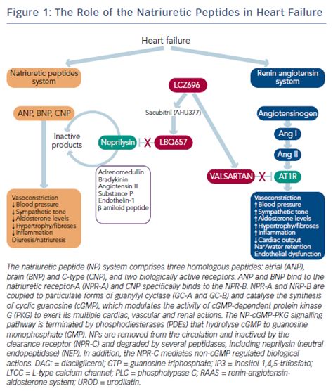 Figure The Role Of The Natriuretic Peptides In Heart Failure