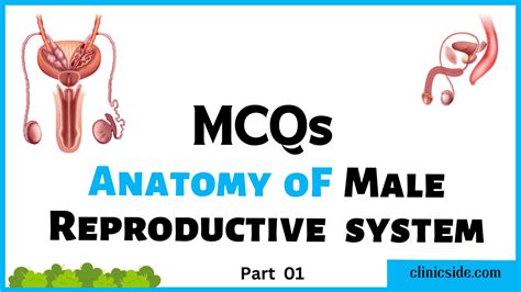 MCQs on Anatomy of Male Reproductive System | Clinic Side