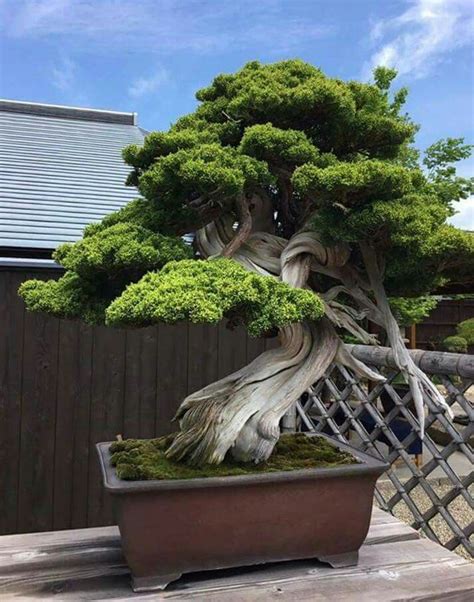 Top Bonsai Tree For Sale Houston Of All Time Check It Out Now Leafyzen