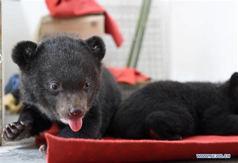 Cute Bear Cub Twins Become Stars Of Zoo Xinhua Englishnewscn