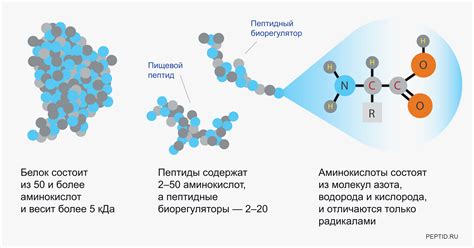 В каких продуктах содержатся пептиды - таблица