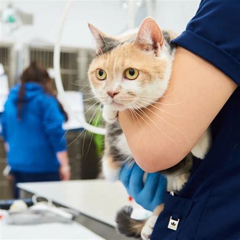 Визуальная диагностика для животных в ветеринарной клинике Vetcity