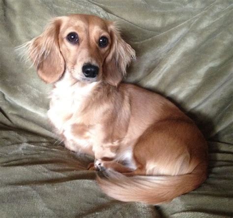 Bbdoxies Princess Beatrix Longhaired Shaded Cream Miniature Dachshund