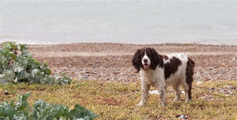 Dog By The Ocean Free Stock Photo - Public Domain Pictures