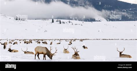 Herd of Elk wintering at the National Elk Refuge in Wyoming with Millers Butte and low cloud at ...