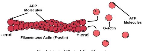 Figure 1 From The Effects Of The Surrounding Viscoelastic Media On The