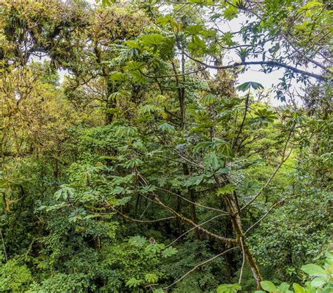 A View Of The Forest Canopy Leading To Hanging Bridges In The Cloud