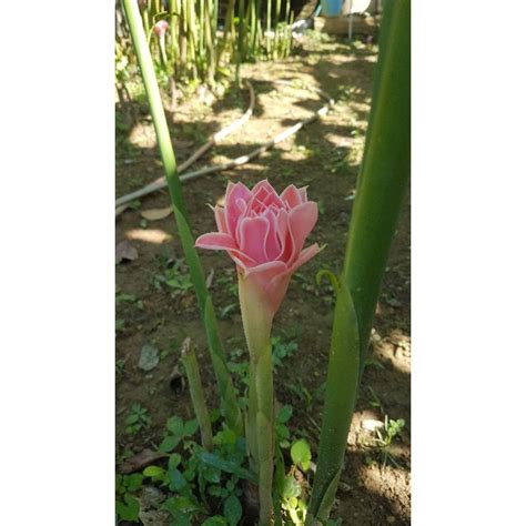 Bunga Kantan Murah Dan Segar Dari Kebun Bonda Anda Beli Baru Kami