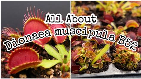 Dionaea Muscipula B52 Venusflytrap YouTube