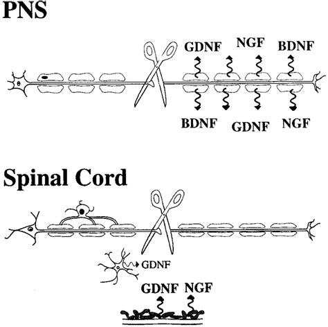 Schematic Representation Of Differences In Non Neuronal Neurotrophic