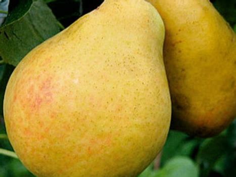 Груша «Орловская летняя» скороплодная - Орехоплодный питомник