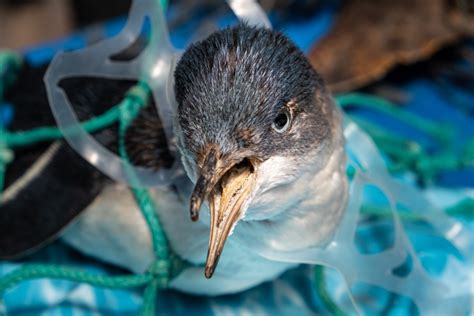 Effects Of Plastic Pollution On Animals