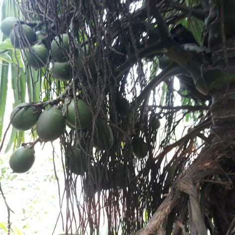 Jual Buah Pinang Jambe Segar Langsung Petik Pohon Shopee Indonesia