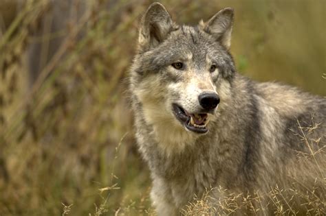 Gray Wolf Fun Facts And Figures — Destination Wildlife™