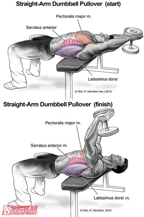 Pullovers Dumbbells Dumbbell Latissimus Dorsi Fitness Body