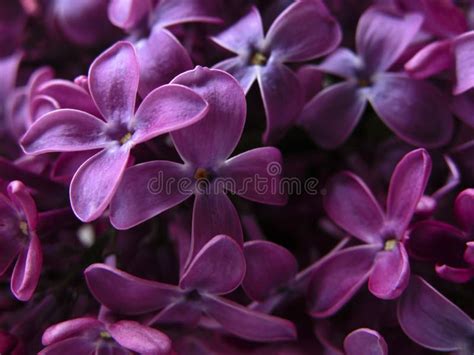 Lilacs Stock Photo Image Of Delicate Bunch Garden Blossom 251228