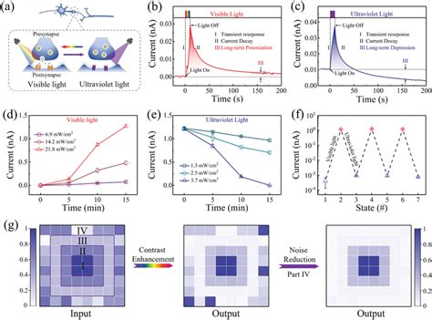 Fully Light‐modulated Synaptic Modification And Low‐level Image