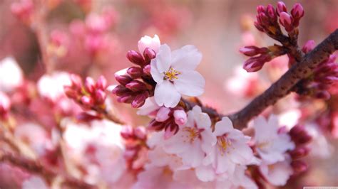 4K Cherry Blossom Wallpapers - Top Free 4K Cherry Blossom Backgrounds ...