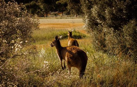 5 Best places to see Australia's desert flora and fauna – TourHero