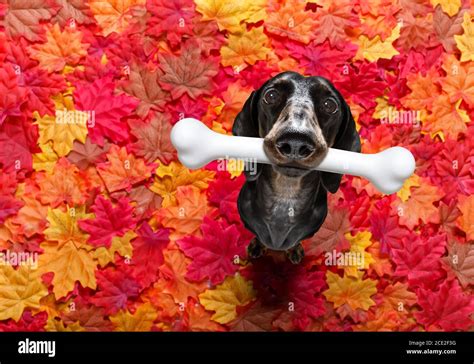 dog with big bone Stock Photo - Alamy