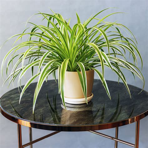 Common Spider Plant Diseases - Troubleshooting Spider Plant Problems