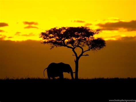 Elephant Sunset Wallpapers - Top Free Elephant Sunset Backgrounds ...