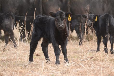 Calving seasons of the mind - CAB Cattle