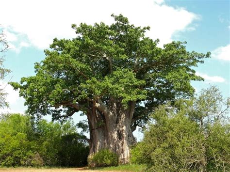 Curiosidades y récords de las plantas