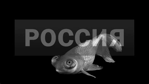 Золотая рыбка