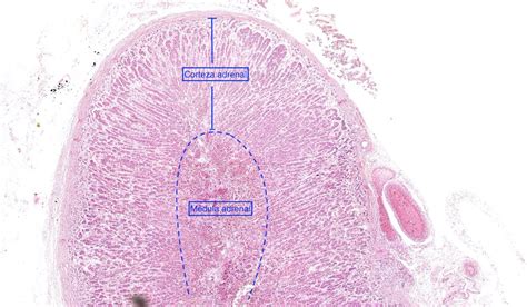 Glandula Suprarrenal - Laboratorio de biología Interactiva