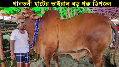 গাবতলী হাটের ভাইরাল বড় গরু ডিপজল।গাবতলী হাটে কত টাকায় বিক্রি হবে