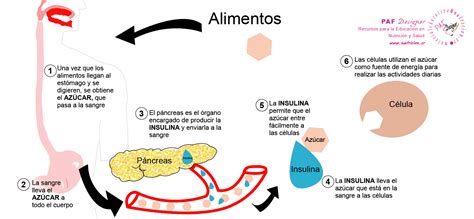 Nutricion Cr Diabetes Mellitus