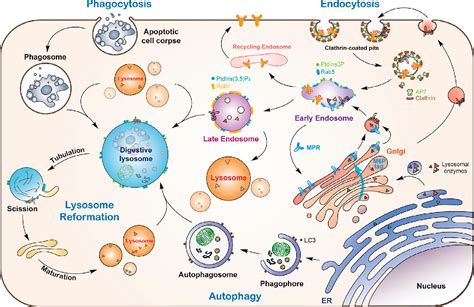 Pdf Lysosome Biogenesis Regulation And Functions Semantic Scholar