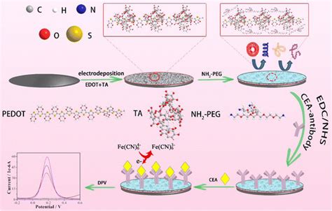 Schematic Illustration Of The Fabrication Process Of Cea Immunosensor