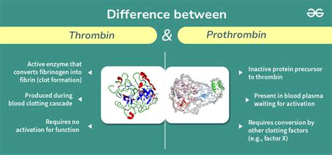 Difference Between Thrombin And Prothrombin Geeksforgeeks