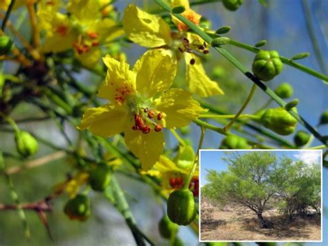 Parkinsonia Florida Blue Palo Verde Wildflowers Of Joshua Tree